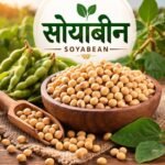 ताजे शेतातील सोयाबीन