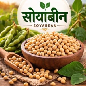 ताजे शेतातील सोयाबीन