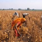 ताजे शेतातील सोयाबीन