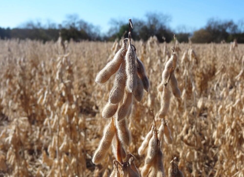 ताजे शेतातील सोयाबीन