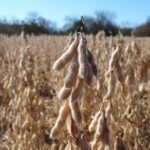 ताजे शेतातील सोयाबीन