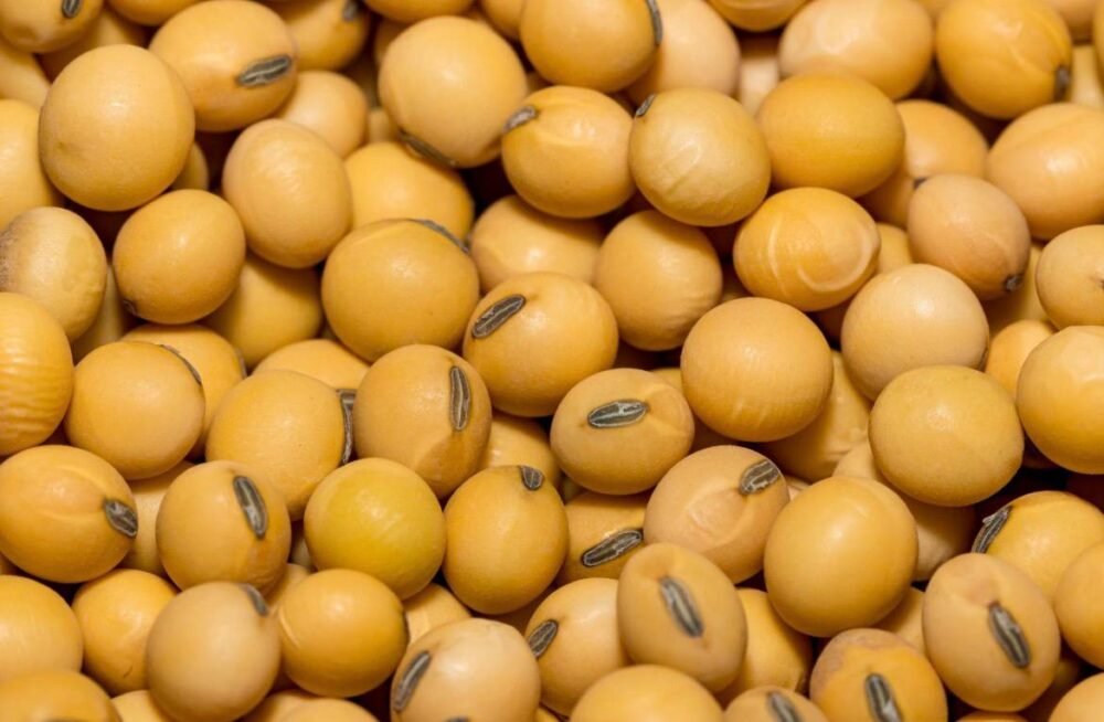 ताजे शेतातील सोयाबीन