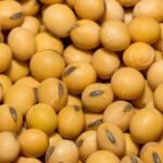 ताजे शेतातील सोयाबीन