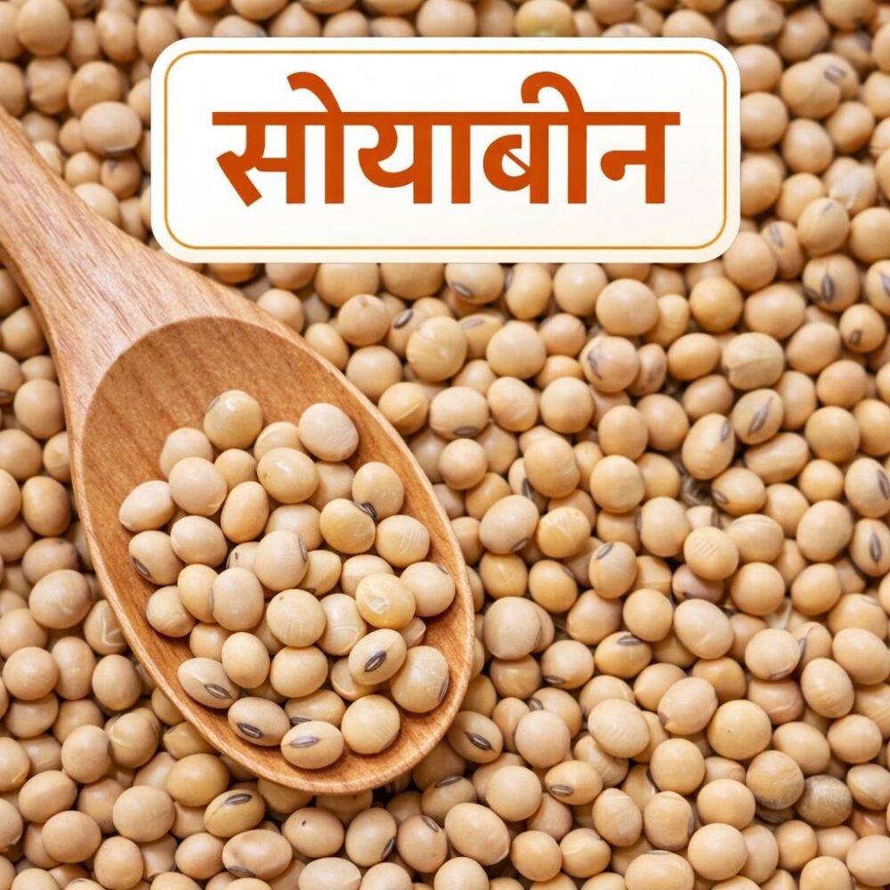 Soyabean